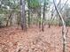 Image shows a lot with tall trees and leaf covered ground at 330 Ellis Stewart Ln Ln, Cameron, NC 28326