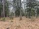 Dense forest with tall pine trees and leaf litter at 330 Ellis Stewart Ln Ln, Cameron, NC 28326