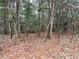 Wooded area with tall trees and leaf-covered ground at 330 Ellis Stewart Ln Ln, Cameron, NC 28326