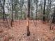 Image of a wooded area with pine straw on ground at 330 Ellis Stewart Ln Ln, Cameron, NC 28326