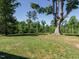 Expansive grassy yard with a large tree at 3958 Buckhorn Rd, Sanford, NC 27330