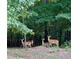 Wildlife in the woods, including deer at 209 Democracy Pl, Apex, NC 27523