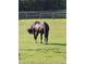 A black horse grazes peacefully in its pasture, providing a serene country setting at 7027 Old 421 Rd, Liberty, NC 27298