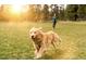 Golden Retriever running in the community's dog park, illustrating an active and pet-friendly lifestyle at 3920 Willow Gate Way, Raleigh, NC 27604