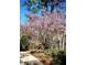 Beautiful flowering tree in the front yard adds seasonal color at 216 Copper Beech Ct, Chapel Hill, NC 27517