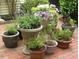 Patio displaying a variety of potted plants and flowers, creating a serene outdoor setting at 28 W Madison, Pittsboro, NC 27312