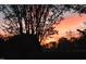 Beautiful sunset behind silhouetted branches creating a serene and colorful natural display at 28 W Madison, Pittsboro, NC 27312