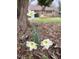 Close-up of white daffodils blooming, with a view of the brick home in the background at 1516 Park Ln, Hillsborough, NC 27278