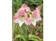 Vibrant image showcasing a beautiful pink and white Amaryllis flower in full bloom in the garden at 1005 W Club Blvd, Durham, NC 27701