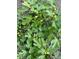 Photo of a healthy fig tree with vibrant green leaves and young, unripe figs ready to mature at 1005 W Club Blvd, Durham, NC 27701