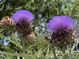 Close-up of purple artichoke flowers at 1005 W Club Blvd, Durham, NC 27701