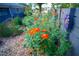 Colorful garden featuring orange and purple flowers at 1005 W Club Blvd, Durham, NC 27701