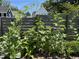 Garden with sunflowers growing on an arch trellis at 1005 W Club Blvd, Durham, NC 27701