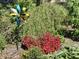 Lush garden featuring a colorful pinwheel and a variety of flowers at 1005 W Club Blvd, Durham, NC 27701