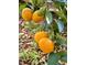 Close-up of ripe, juicy oranges hanging from a tree branch with green leaves, ready for harvest at 1005 W Club Blvd, Durham, NC 27701