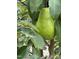 Close up of a lush green pear hanging from its tree amidst a cluster of leaves at 1005 W Club Blvd, Durham, NC 27701