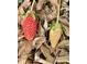 Close up of two strawberries, one ripened to red and the other green, on a bed of brown leaves at 1005 W Club Blvd, Durham, NC 27701