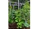 A lush and thriving vegetable garden featuring various plants like tomatoes, squash, and leafy greens at 1005 W Club Blvd, Durham, NC 27701