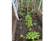 A well-maintained raised vegetable garden with rows of healthy plants like tomatoes, peppers and lettuce at 1005 W Club Blvd, Durham, NC 27701