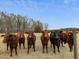 Cows standing in a field with a tree line and open sided barn in the background at 9550 Silk Hope Liberty Rd, Siler City, NC 27344