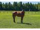 A beautiful brown horse is standing in a lush green pasture at 1018 Terrell Woods Ln, Chapel Hill, NC 27516
