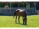 This is a beautiful brown horse grazing in a lush green pasture at 1018 Terrell Woods Ln, Chapel Hill, NC 27516