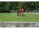 Well-maintained pasture with lush grass and fencing, ideal for grazing horses at 1018 Terrell Woods Ln, Chapel Hill, NC 27516