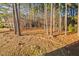 Large wooded area in backyard of property at 601 Walcott Way, Cary, NC 27519