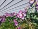 Close-up of vibrant purple flowers lining the home's exterior, enhancing the curb appeal and charm at 1317 Justin Oaks Ct, Willow Springs, NC 27592