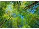 A view looking up at the trees and blue sky at 2325 Ballywater Lea Way, Wake Forest, NC 27587