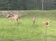 A view of deer and fawns in the backyard at 127 Lakemont Dr, Clayton, NC 27520