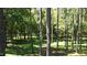 View of a tranquil forest area with lush greenery and tall trees, offering a serene natural setting at 4322 Russell Rd, Graham, NC 27253