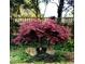 Charming backyard featuring a Japanese maple tree, decorative rocks, and lush greenery at 5708 Creekfall Ln, Fuquay Varina, NC 27526