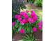 Close-up of vibrant pink peonies in full bloom, adding a splash of color to the garden at 5708 Creekfall Ln, Fuquay Varina, NC 27526