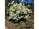 Lush hydrangea bush with clusters of white flowers, creating a stunning visual display at 5708 Creekfall Ln, Fuquay Varina, NC 27526