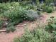Well-maintained garden with a variety of plants and flowers and a natural border at 4401 Sprague Rd, Raleigh, NC 27613