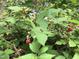 View of a lush garden with ripe red berries, growing through a chain link fence at 4401 Sprague Rd, Raleigh, NC 27613