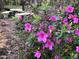 Picturesque garden featuring bright pink flowers and a stone table with bench seating at 4401 Sprague Rd, Raleigh, NC 27613