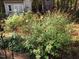 Lush garden showcasing a vibrant red flowering bush with outbuildings in the background at 4401 Sprague Rd, Raleigh, NC 27613