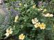 Beautiful garden area featuring a mix of plants, roses, and lavender, enclosed by a fence at 4401 Sprague Rd, Raleigh, NC 27613