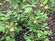 A close-up of a fence, with berry bushes growing through it, in a garden setting at 4401 Sprague Rd, Raleigh, NC 27613