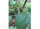 A close-up of a fig tree with lush green leaves and ripe figs, set in a garden at 4401 Sprague Rd, Raleigh, NC 27613