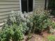Beautiful landscaping with variety of leafy green plants and vibrant pink flowers at 4401 Sprague Rd, Raleigh, NC 27613