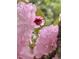 Up-close view of vibrant pink flowers in full bloom, showcasing natural beauty at 2409 Shenandoah Ave, Durham, NC 27704
