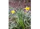 Close up of two vibrant yellow daffodils with green leaves at 2409 Shenandoah Ave, Durham, NC 27704