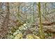 A small creek flows through a wooded area, sunlight shining on the water at 703 Caswell Rd, Chapel Hill, NC 27514