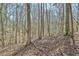 A wooded lot features mature trees, a carpet of fallen leaves at 703 Caswell Rd, Chapel Hill, NC 27514