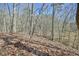 A wooded lot features mature trees and a carpet of fallen leaves on a hillside at 703 Caswell Rd, Chapel Hill, NC 27514