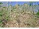 A wooded lot features mature trees and undergrowth, with a carpet of fallen leaves at 703 Caswell Rd, Chapel Hill, NC 27514