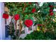 Close-up of a mature flowering tree with red blossoms in front of the house at 319 W Margaret Ln, Hillsborough, NC 27278
